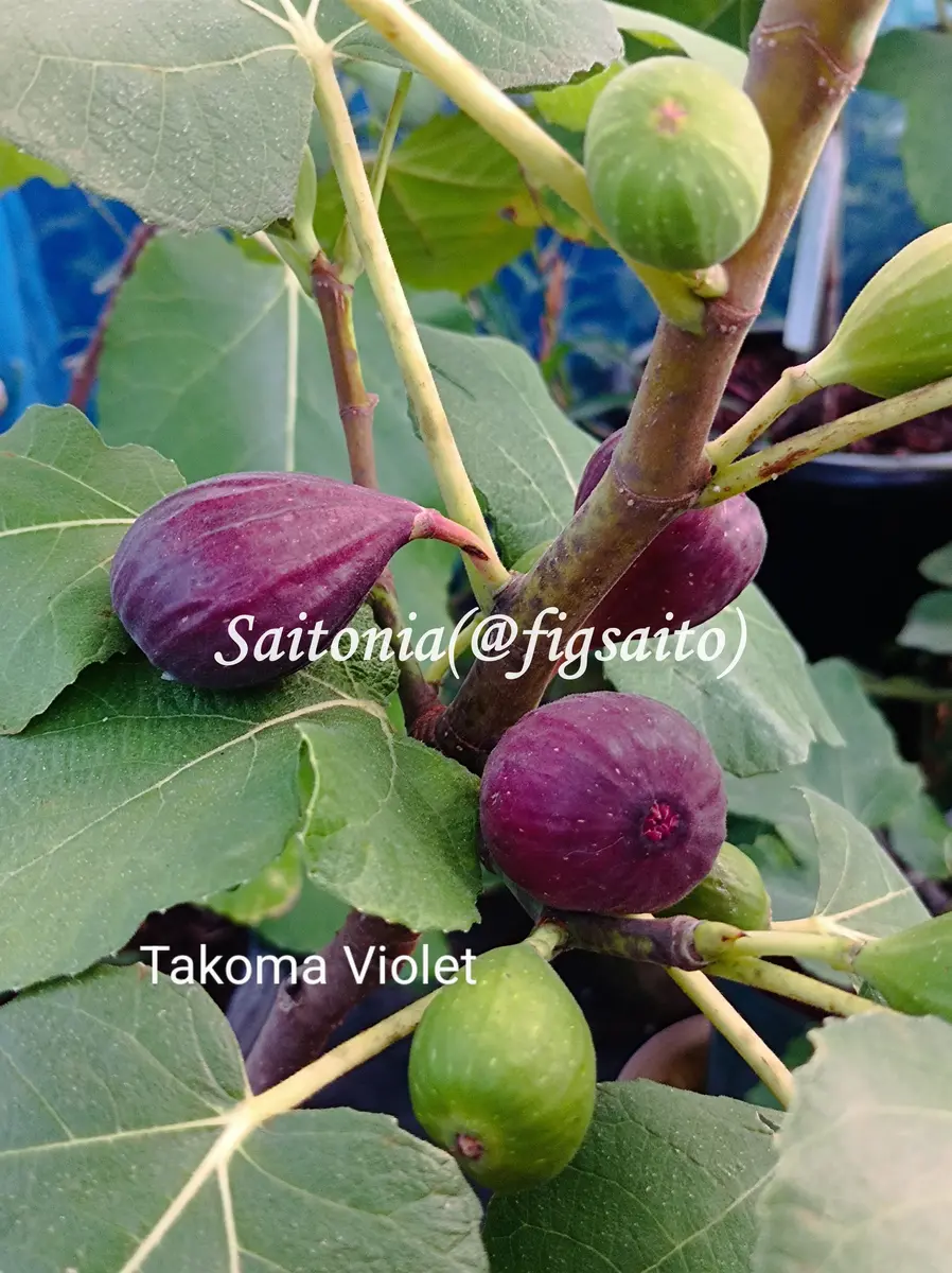 Takoma Violet(タコマ バイオレット) | 世界のイチジク