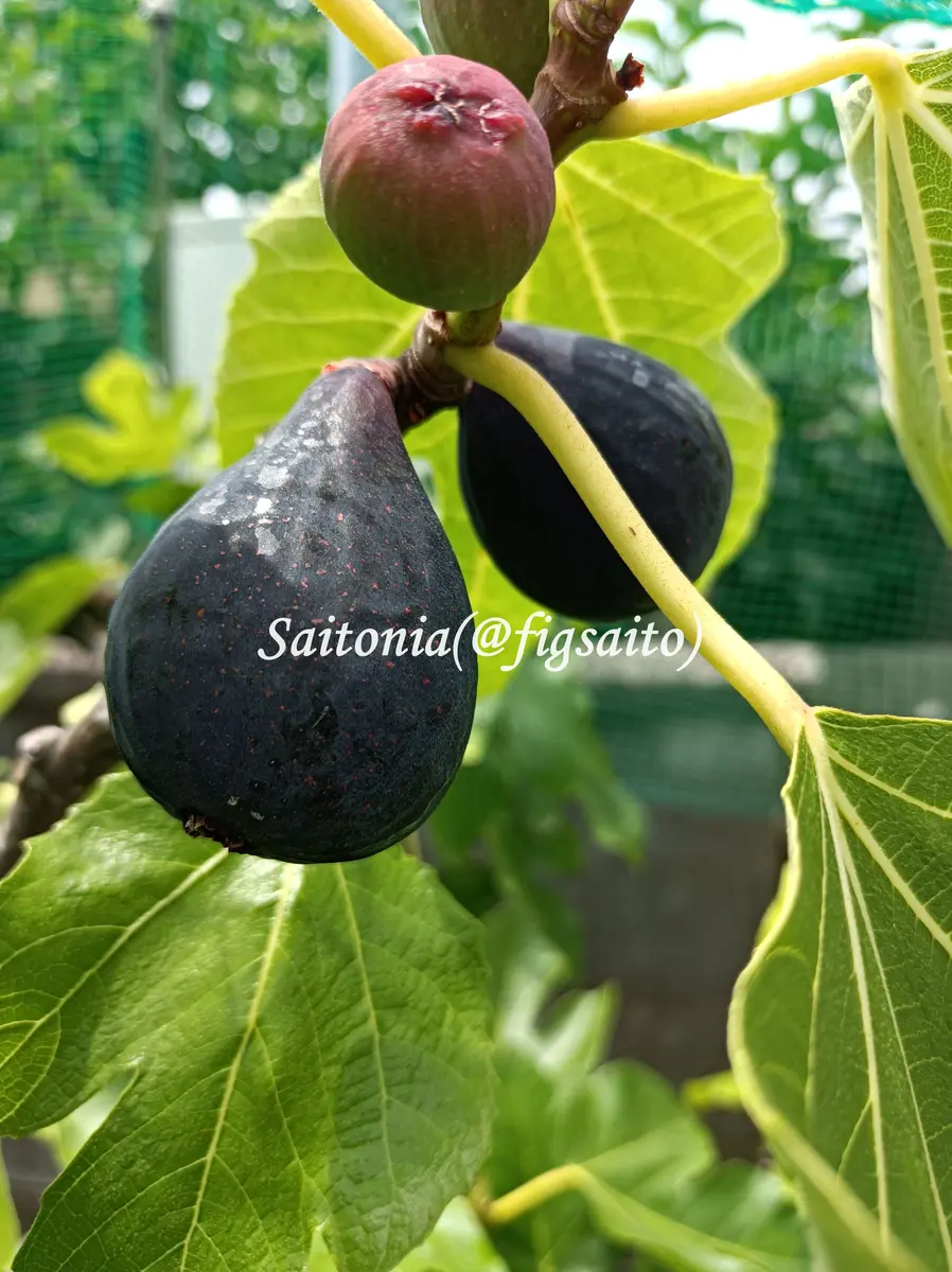 イチジク スイベルアイーダブラック（SwivelAida「カニ猫イチジク園」の
