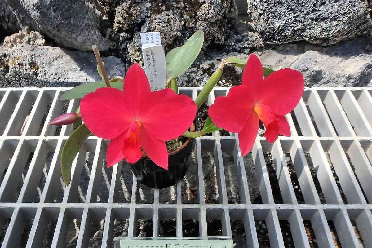 ハイドランジア カトレア ファーヴェントレッド 品番47】カトレア