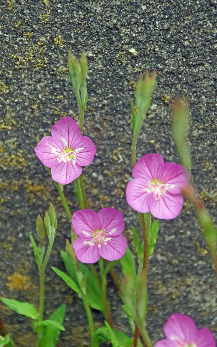 山野草②アカバナユウゲショウ 株分け苗 山野草①アカバナユウゲショウ 株分け苗 山野草②アカバナ
