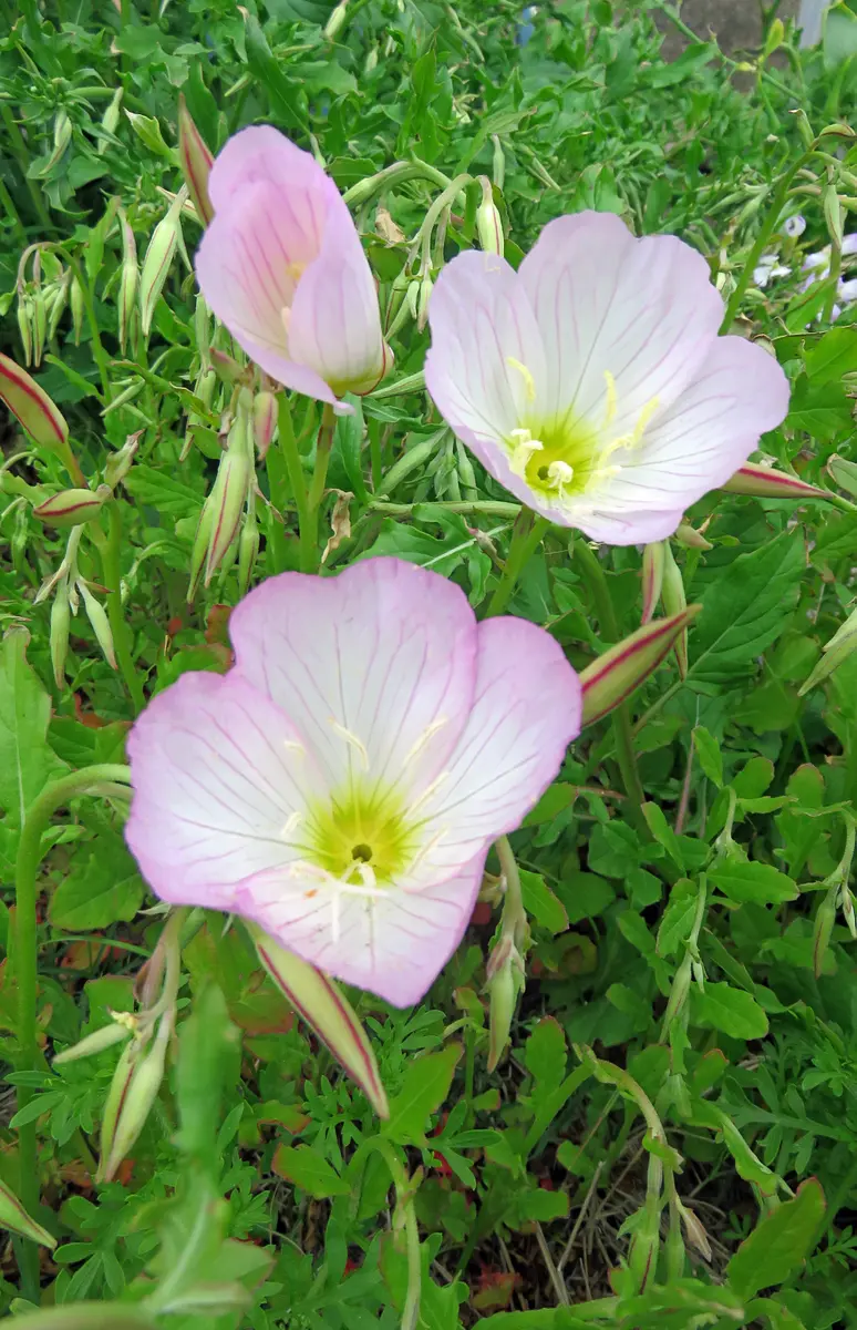 月見草（マツヨイグサの仲間）の写真-みんなの趣味の園芸601751