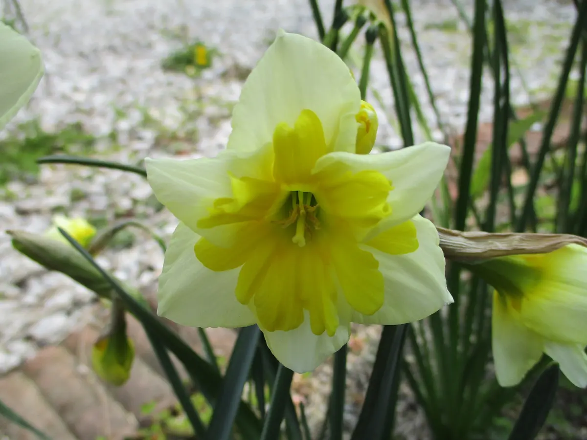 芳香水仙【スマイリングツイン⠀1球】小ぶりな花形と優しい色彩 スマイリングツイン。昨年の秋に球根を「地植えのスイセン