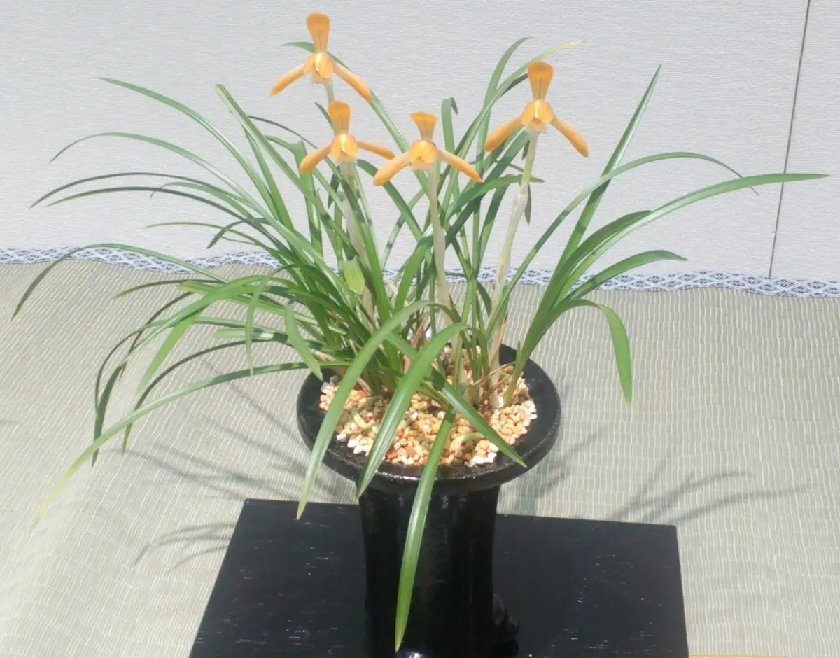 緋牡丹」「「春蘭展」京都府立植物園」のアルバム-みんなの趣味の園芸