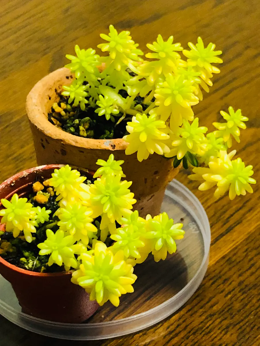 3/3ミモザ蛍光イエローの発色が綺麗で「庭に咲く花🎵」のアルバム