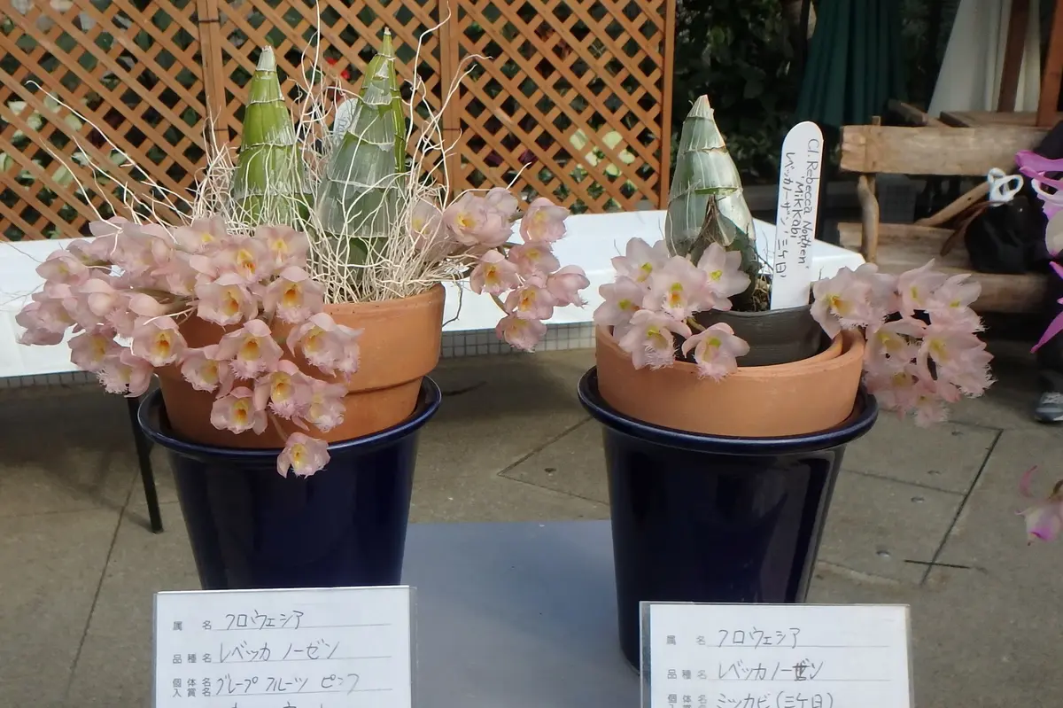 クロウェシア レベッカノーザン ミツ「咲くやこの花館イベント集