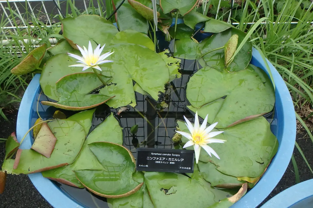 睡蓮の苗1個( ニンファエア・エボレット) nymphaea evolet 睡蓮の苗1個( ニンファエア・エボレット) nymphaea evolet 【公式通販】