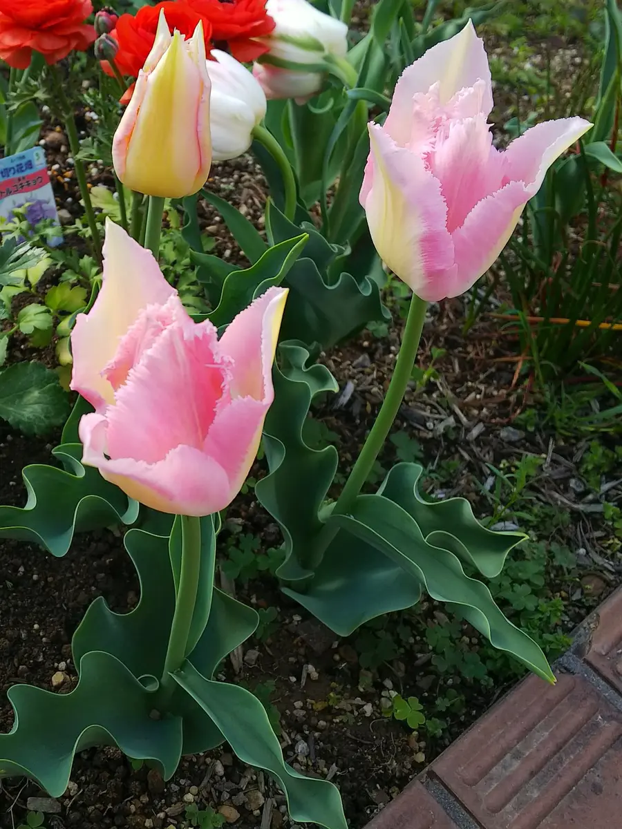 チューリップ乙女桜。「Nami'sGarden～チューリップ」のアルバム