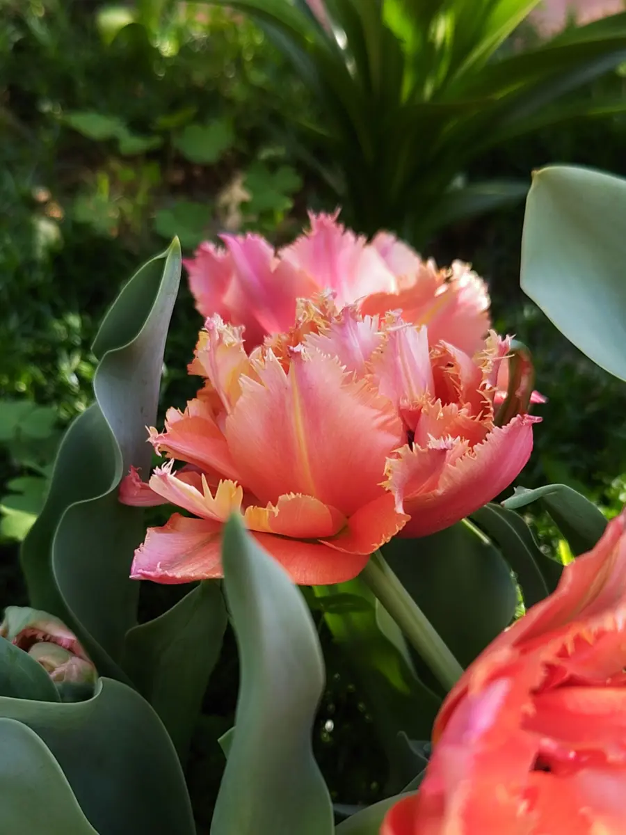 チューリップロイヤルセンテニアル。20「Nami'sGarden