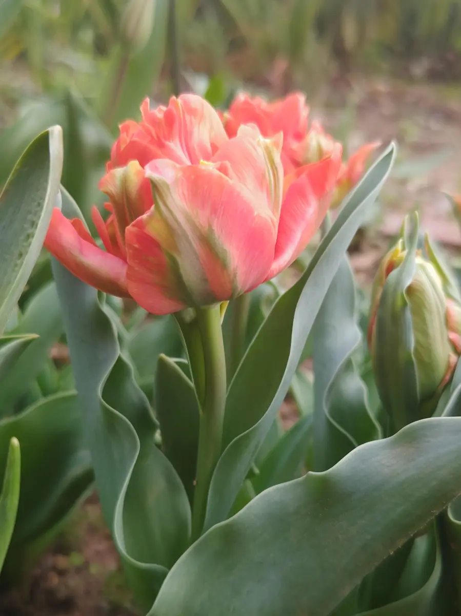 チューリップロレンツォ。複色八重咲き「Nami'sGarden