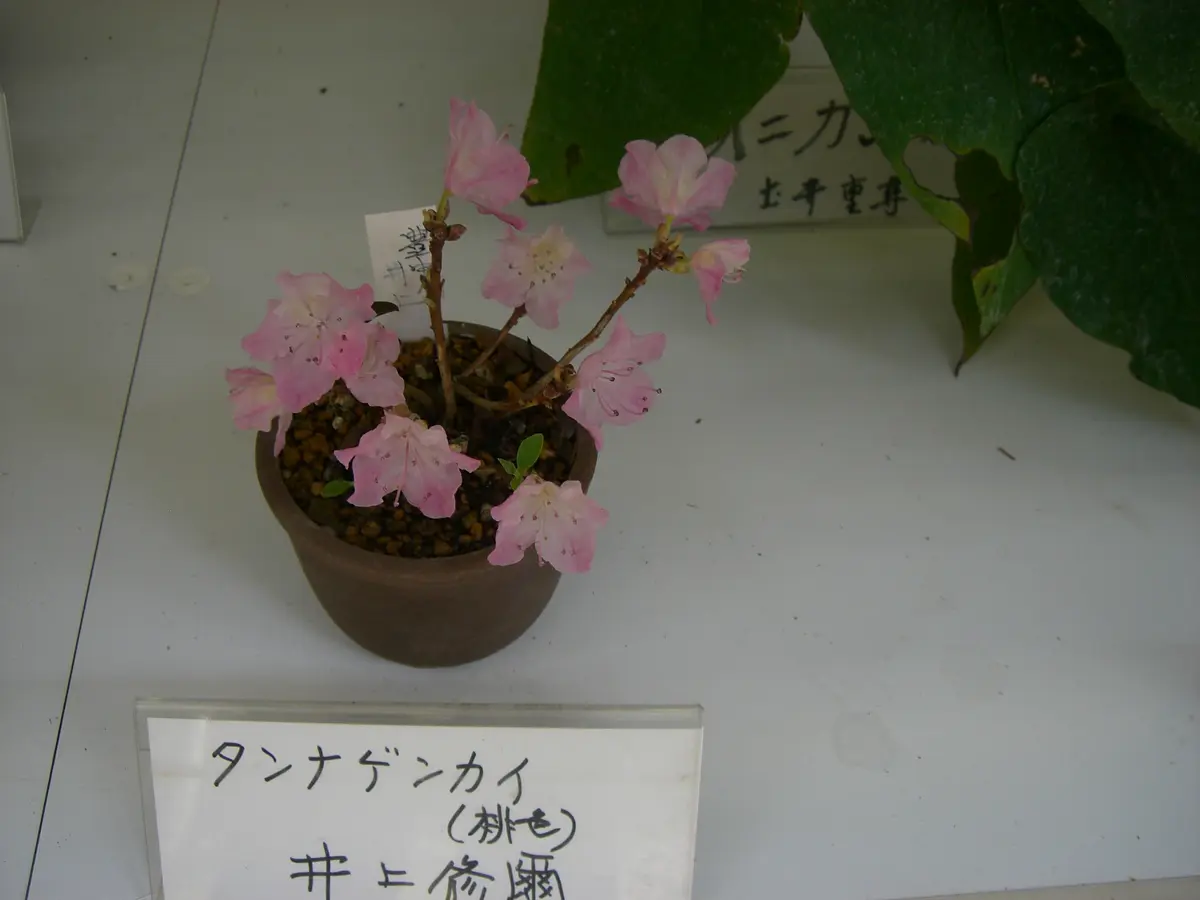 タンナゲンカイツツジピンクの優しい色「春の山野草展示会」の