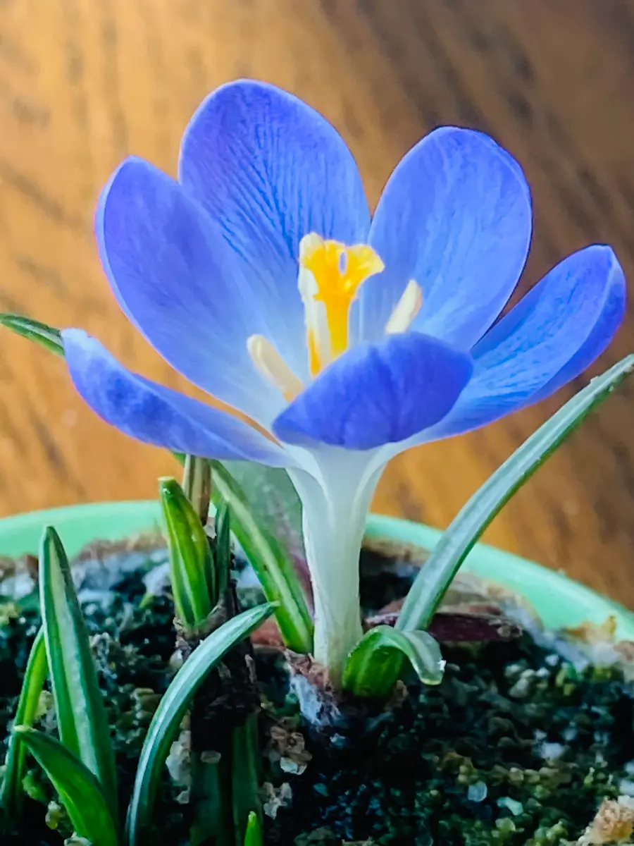クロッカスケロちゃんのブルー💙が開花「室内の植物🎵」の