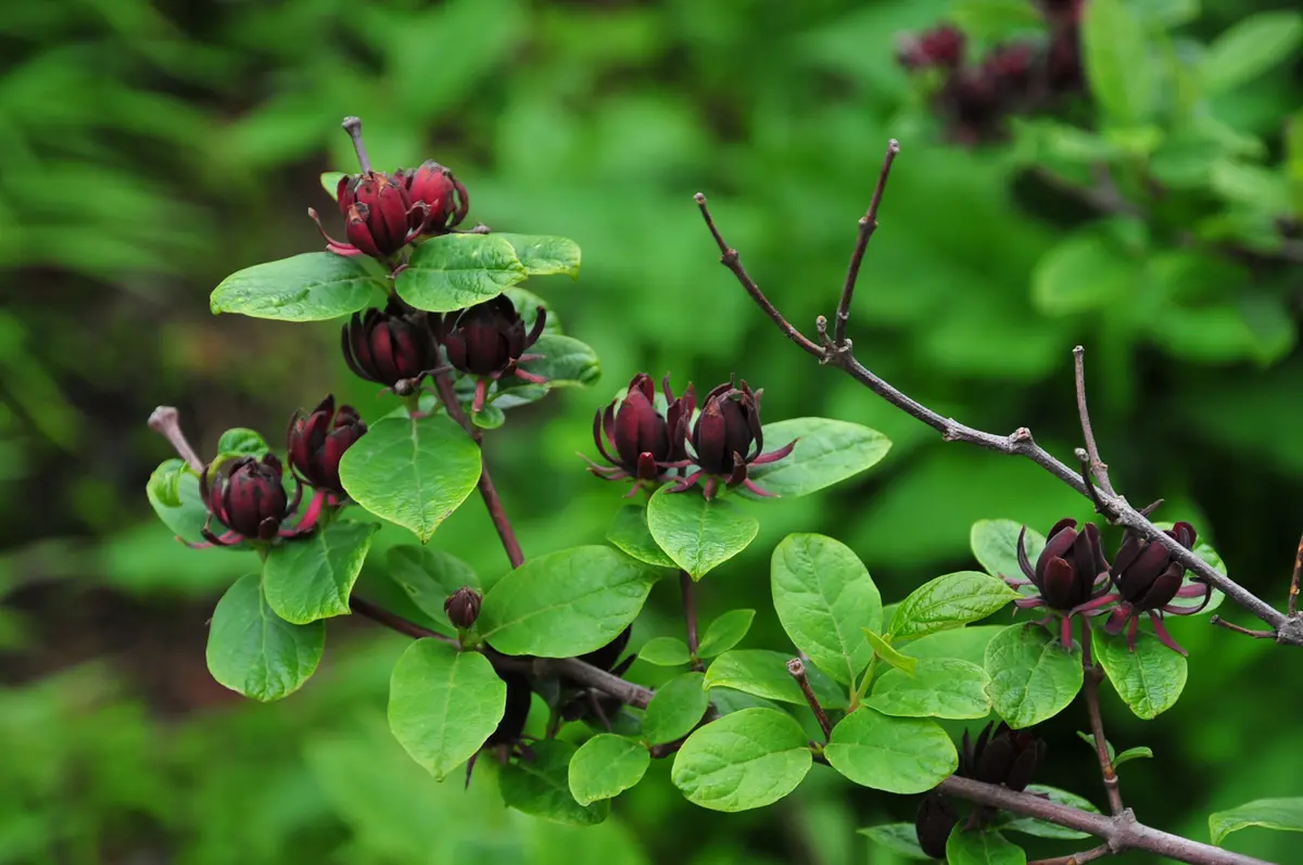 黒花ロウバイ 茶花「平成30年の木の花」のアルバム-みんなの趣味の