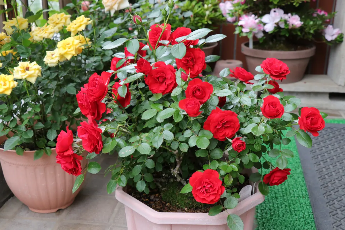 mina perhonen jardin スカート 赤いバラ柄 楽天市場】バラ柄ジャカードタックフレアスカート（ブラック） : JENNY