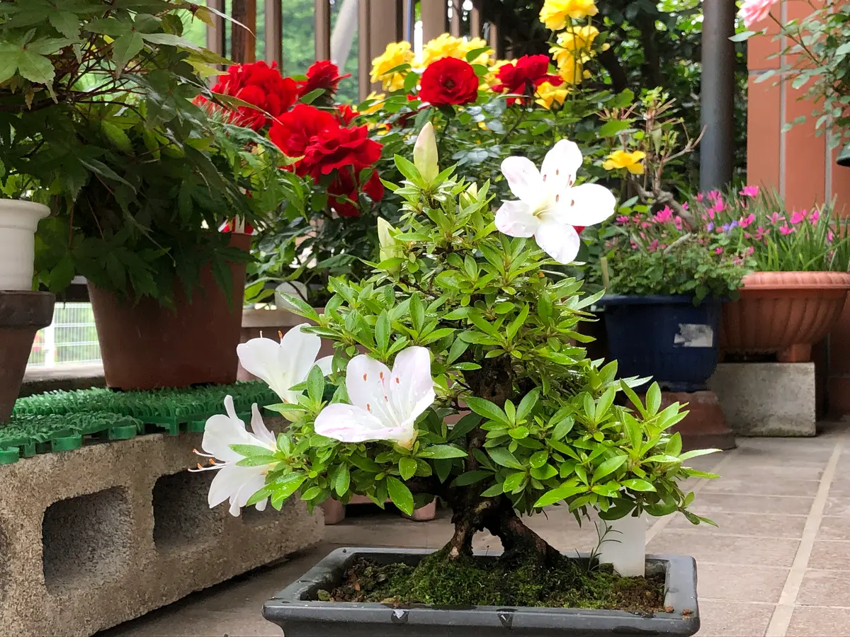 サツキ。挿し芽して約30年です。「オール鉢植え」のアルバム-みんなの