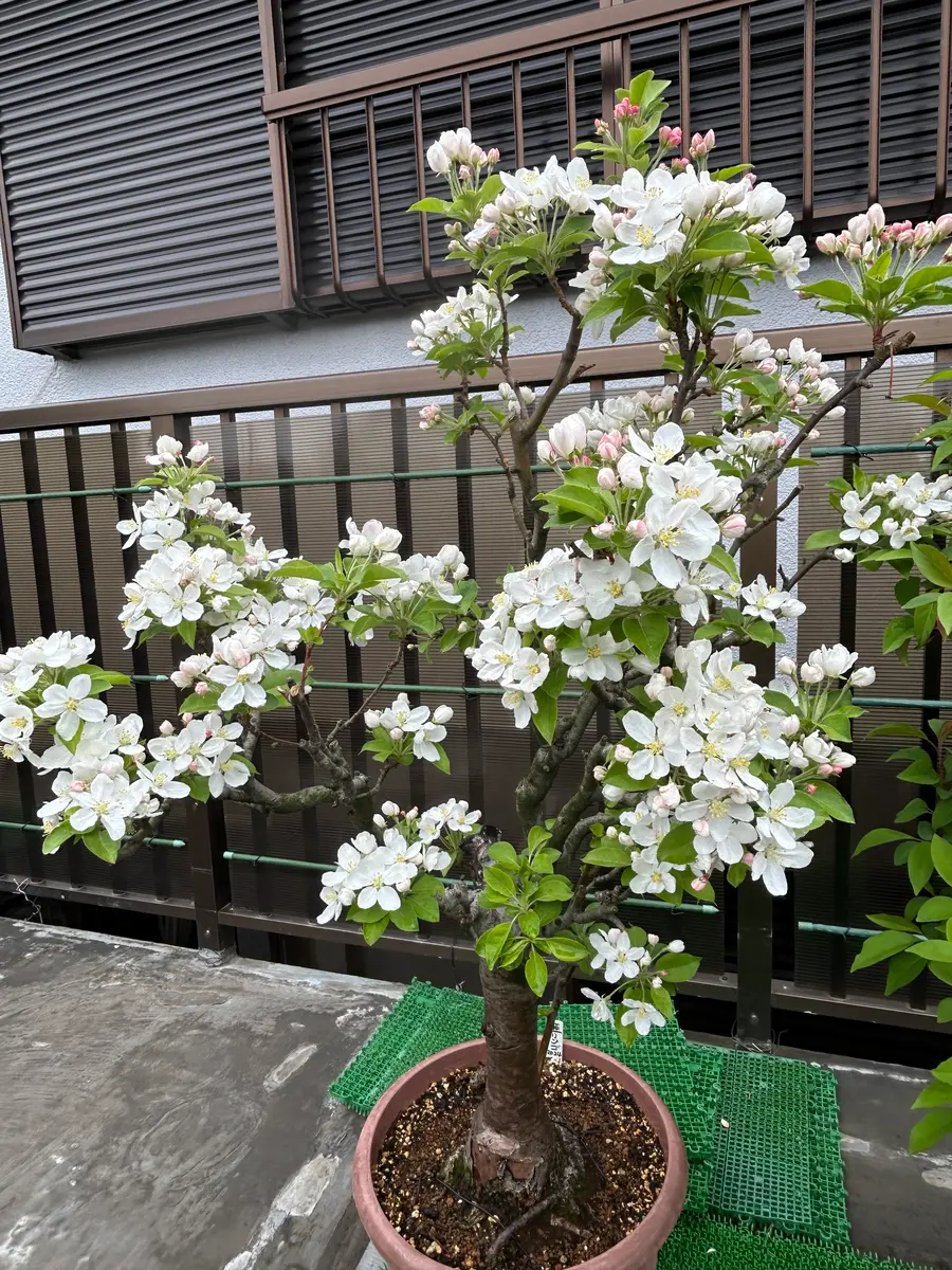 姫りんご、桜に負けず綺麗です。「オール鉢植え」のアルバム-みんなの