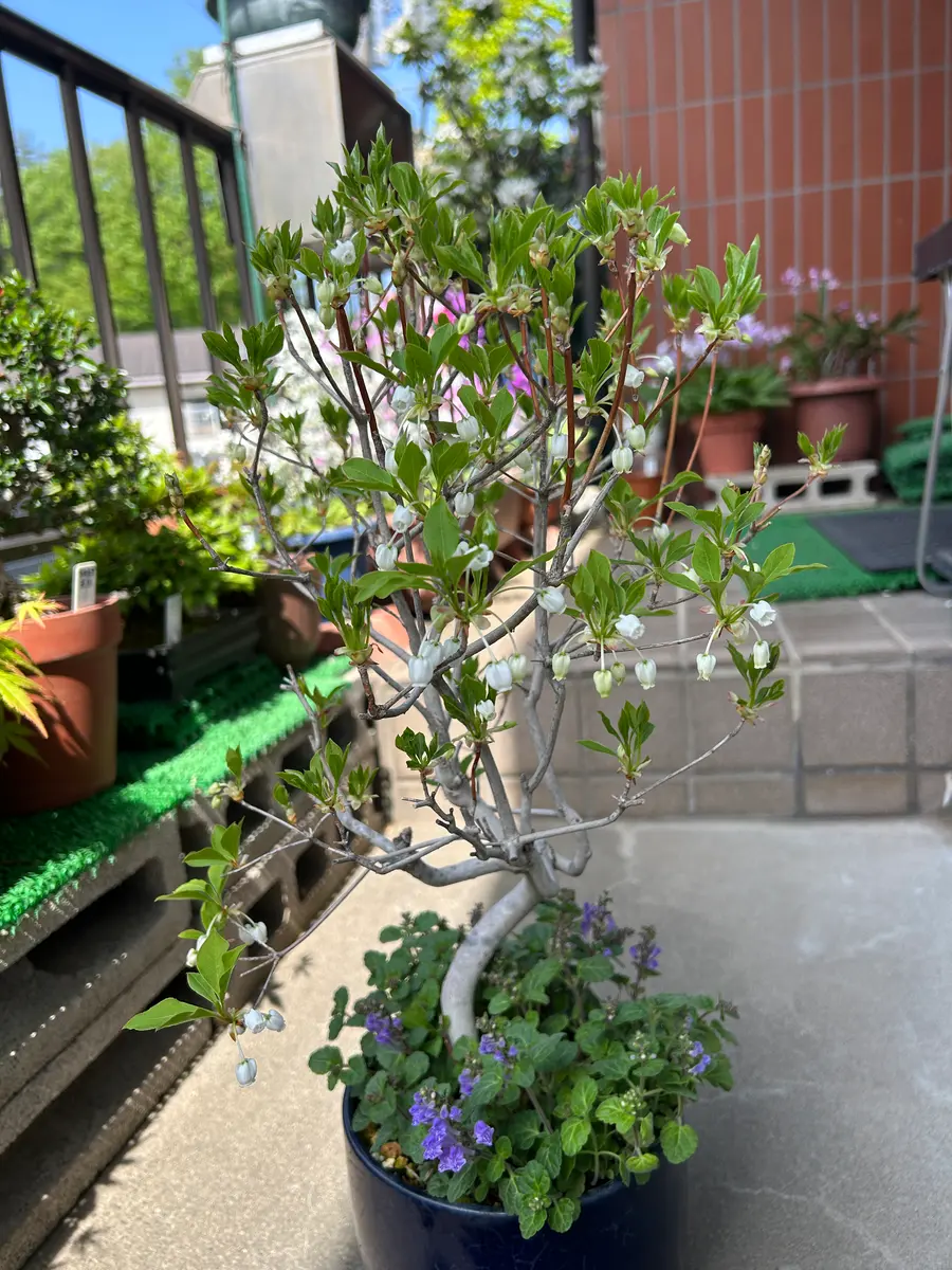 ドウダンツツジの写真-みんなの趣味の園芸2418350