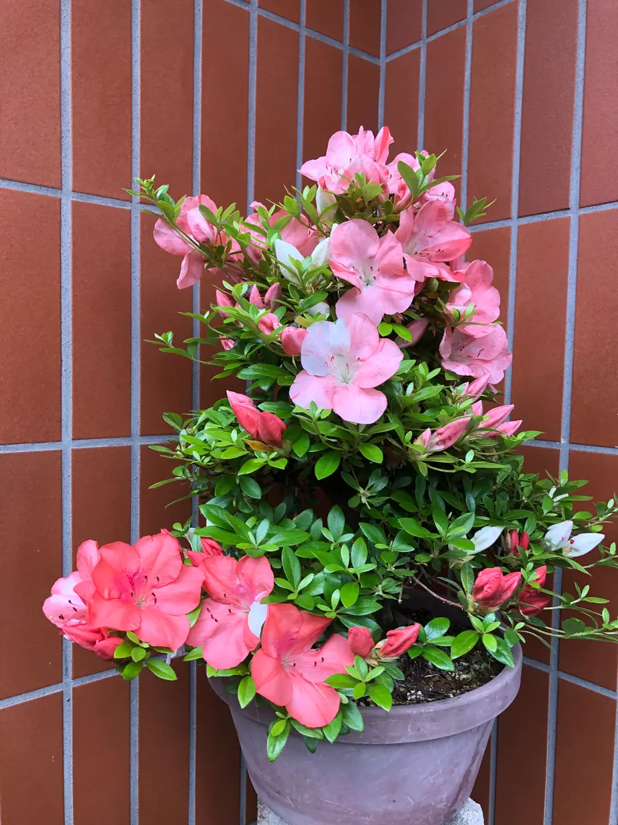 サツキ開花しました。「オール鉢植え」のアルバム-みんなの趣味の園芸