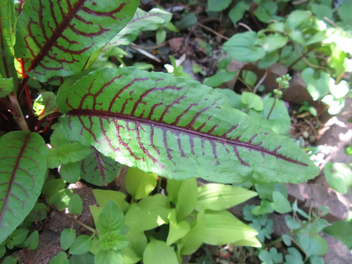 ルメクスです タデ科「葉っぱです」のアルバム-みんなの趣味の園芸594102