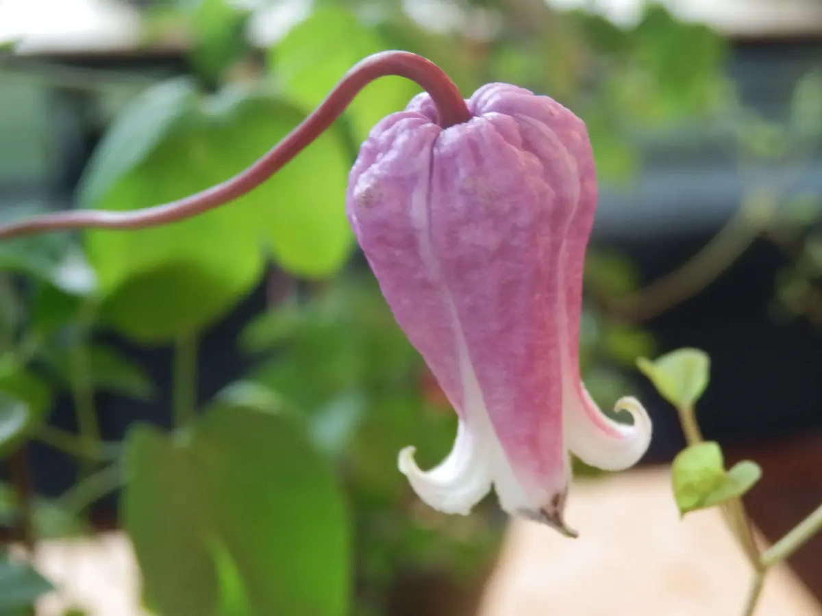 ストロベリーキッス(ヴィオルナ系)「クレマチス展(フラワーパーク江南