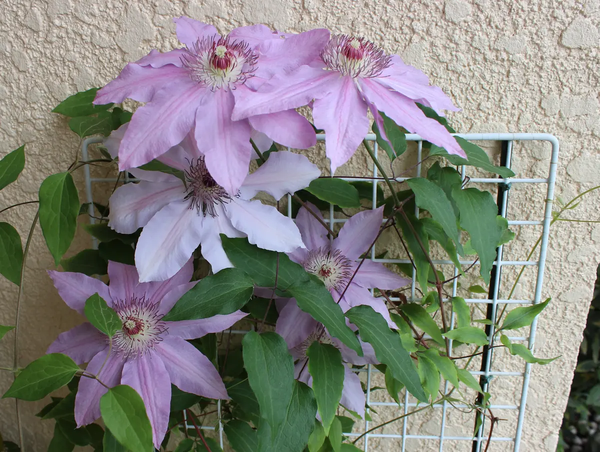 クレマチス　三年生株 楽天市場】クレマチス3色植え （組み合わせはおまかせ）6号鉢 3