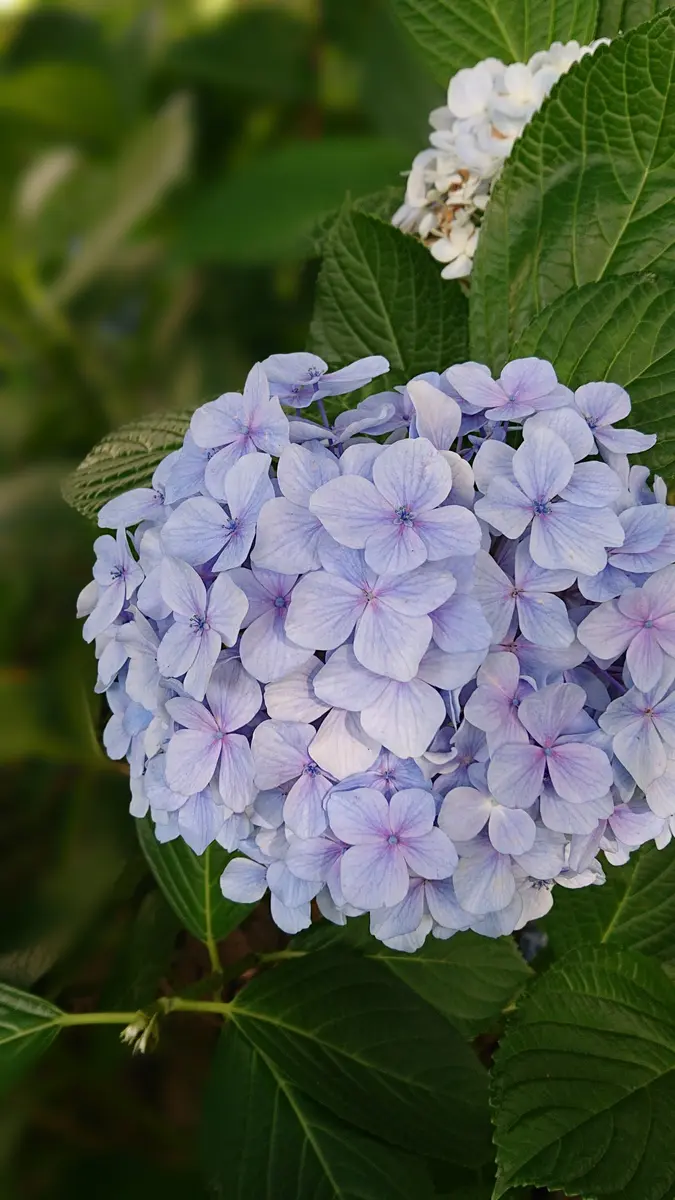 駿府城公園内の紫陽花「花散歩」のアルバム-みんなの趣味の園芸 駿府城公園内の紫陽花「花散歩」のアルバム-みんなの趣味の園芸