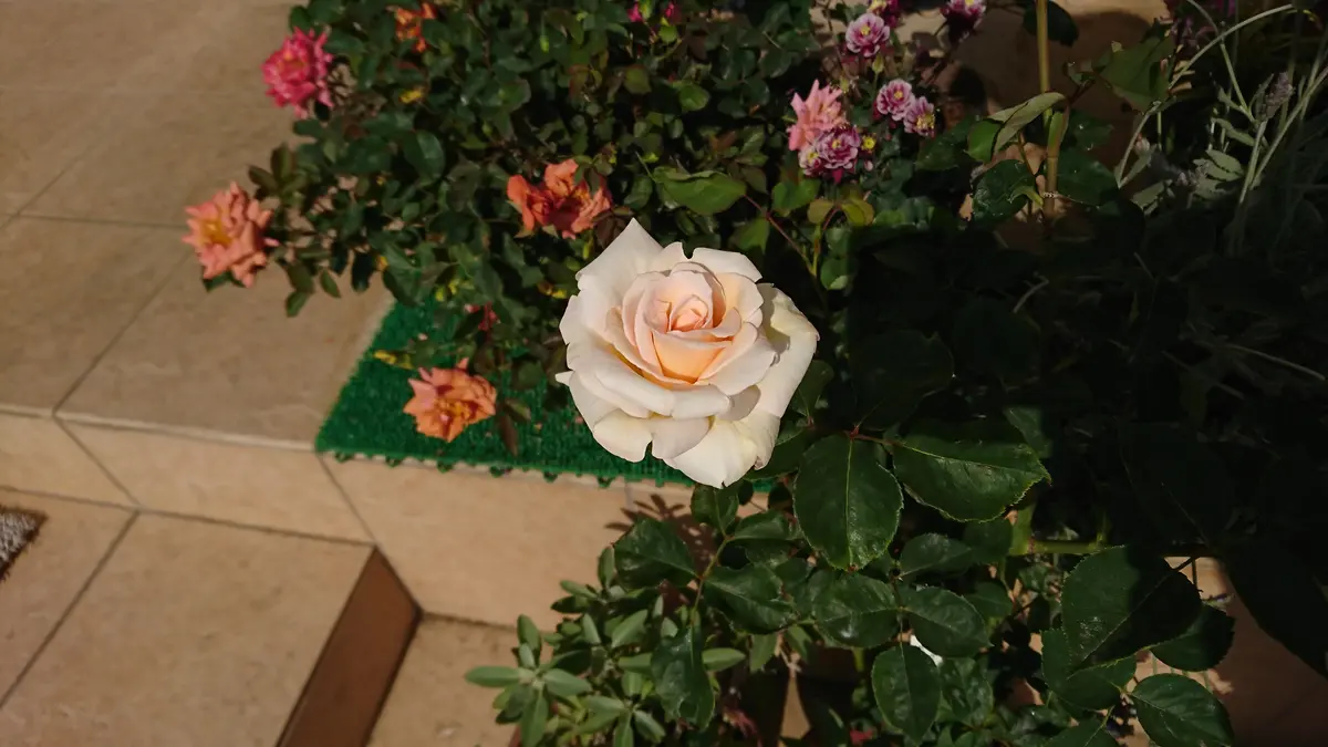 バラ（ブッシュ・ローズ）の写真-みんなの趣味の園芸603013