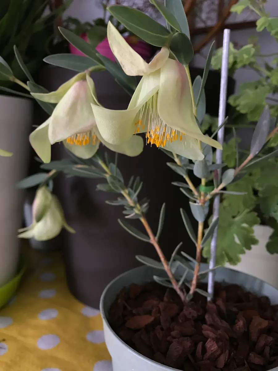【受注生産品】 ピメレア ピソディス 6号（GKZ植物事典・ピメレア・ピソディス） コニファー・針葉樹