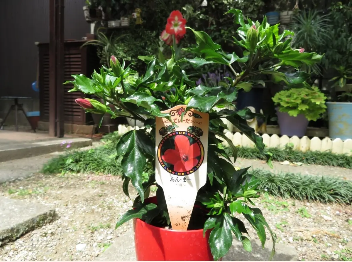 1⃣🌺ハイビスカスてぃーだシリーズ「あ「🍂No.1我家の庭木＆低木花