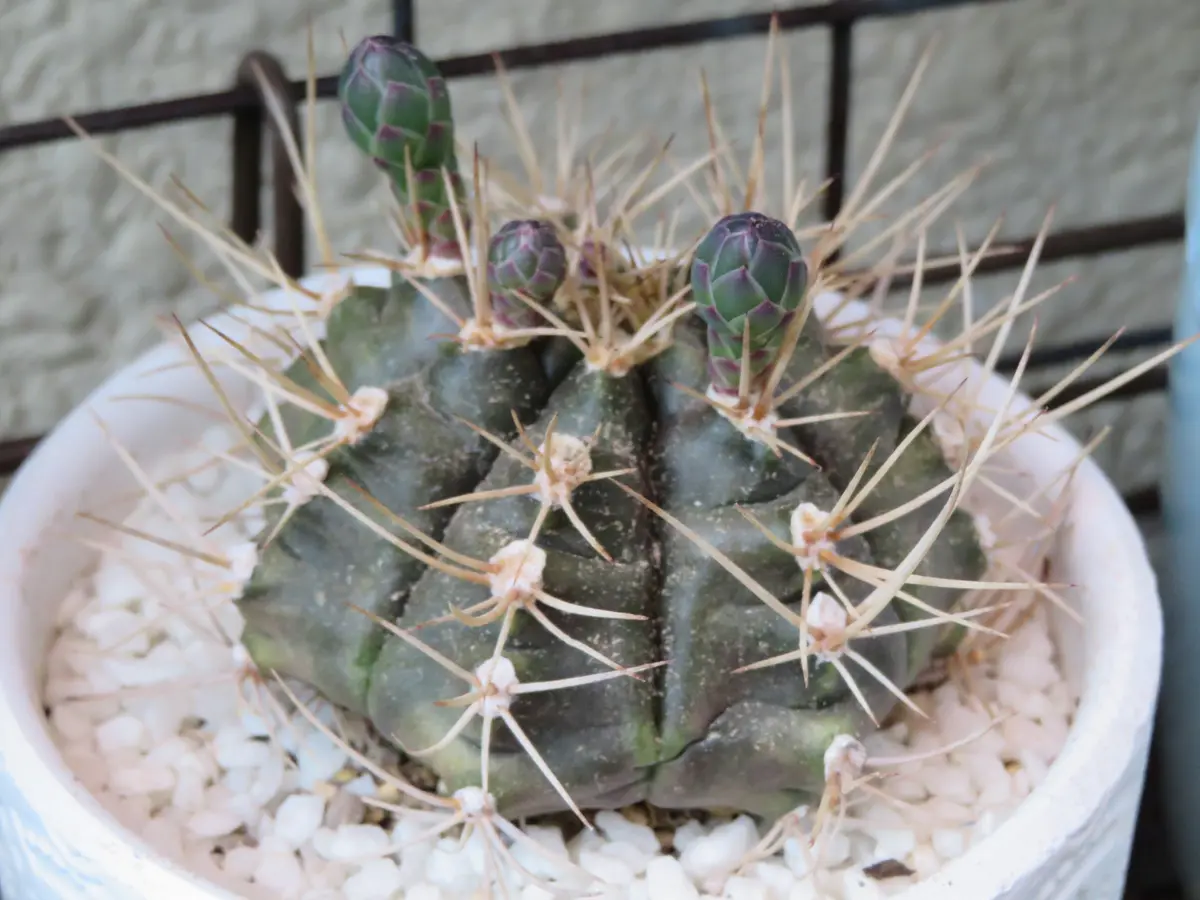 🌵サボテン翠晃冠（スイコウカン）の蕾「🌵No.1我家のサボテンたち