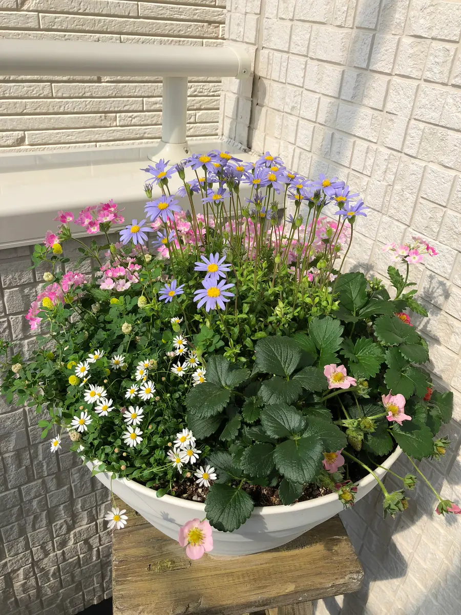 あじさい/寄せ植え/いちご苗1 小花の寄せ植えにイチゴの苗を入れまし「寄せ植え2018」の
