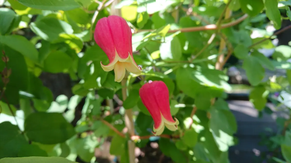 原種のテキセンシス「竹間ご夫妻のクレマチス」のアルバム