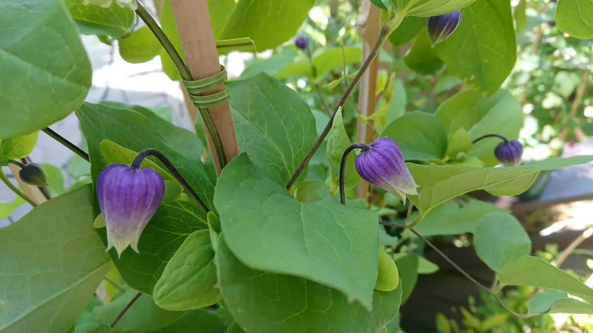 竹間ご夫妻のクレマチス」のアルバム-みんなの趣味の園芸596819