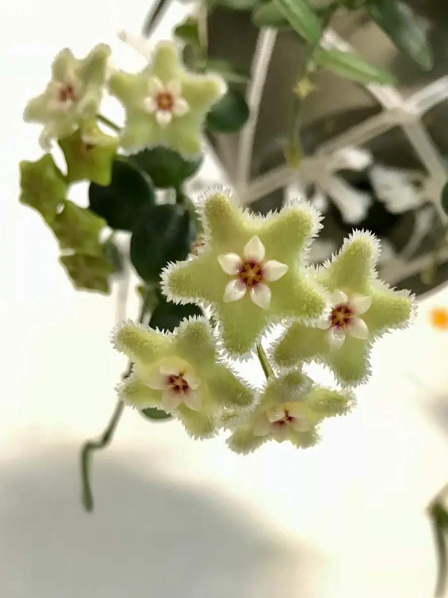 ホヤセルペンス2018.04初めての開花「ホヤ」のアルバム-みんなの趣味の 