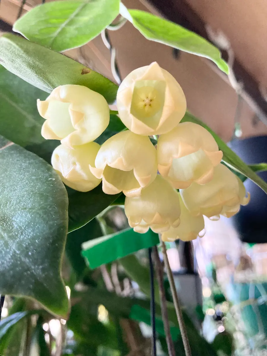 2023.10インフラータ「ホヤ」のアルバム-みんなの趣味の園芸2075599