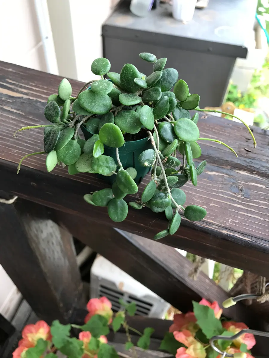 ホヤ　セルペンス Hoya serpens I love it ホヤ・セルペンス 丸い葉の密集感が