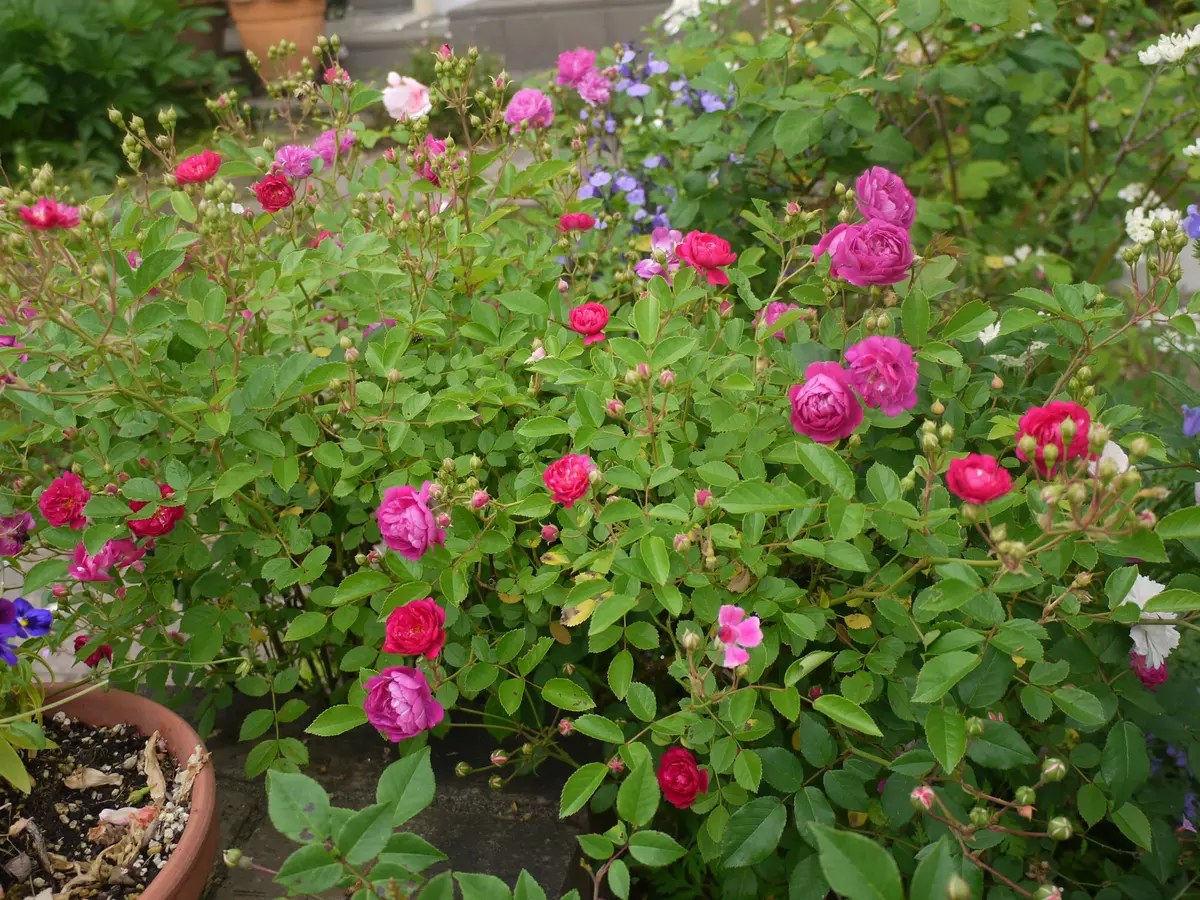 名もなきバラ「Mygardenof Roses」のアルバム-みんなの趣味の