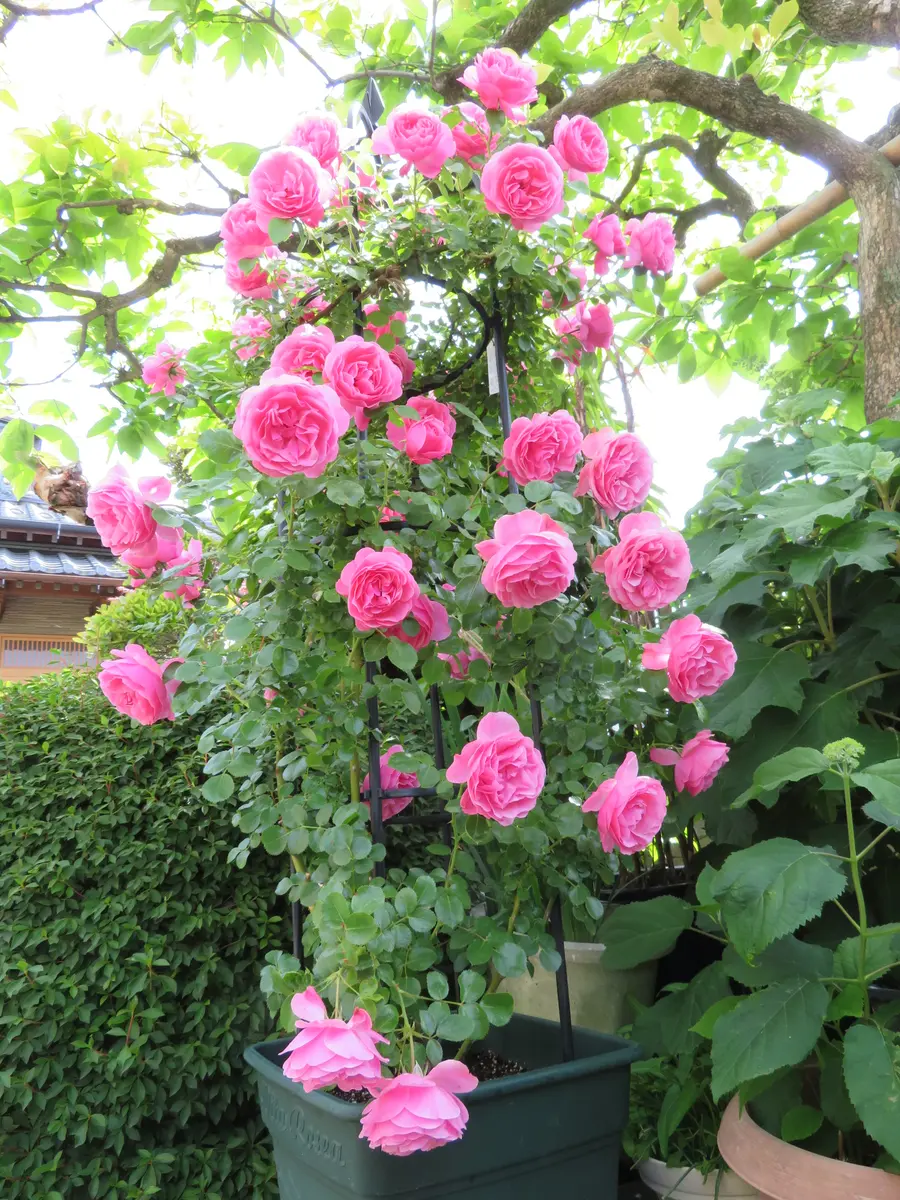 レオナルド・ダ・ヴィンチ 鉢&オベリス「2018薔薇（うち）」の