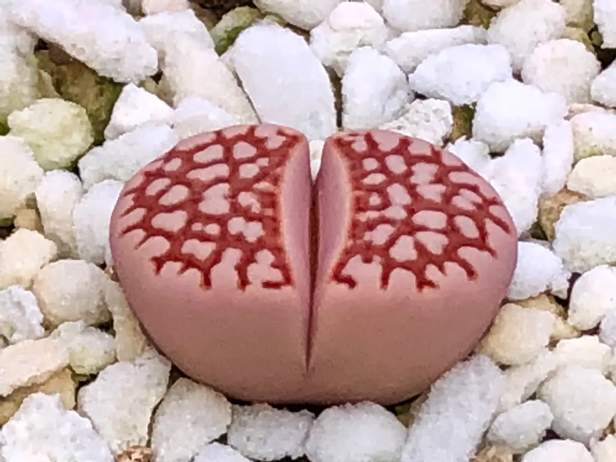 C64網目寿麗玉です。「リトープス」のアルバム-みんなの趣味の園芸657573