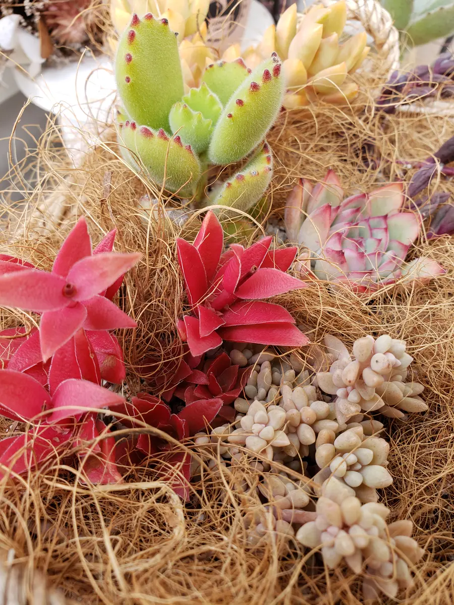 🧣🌵多肉ちゃんアソート赤鬼城、姫愁「多肉植物とほんわか