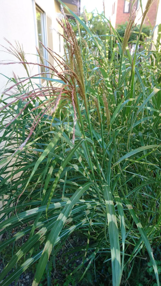 タカノハススキ 苗 （タカノハススキ (Miscanthus sinensis cv