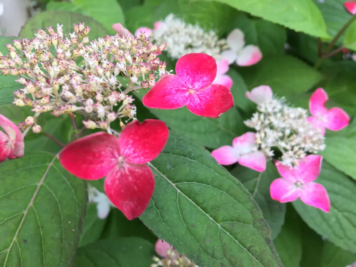 染まりました❤️今年は紅染まり少し早め...「紫陽花」のアルバム 