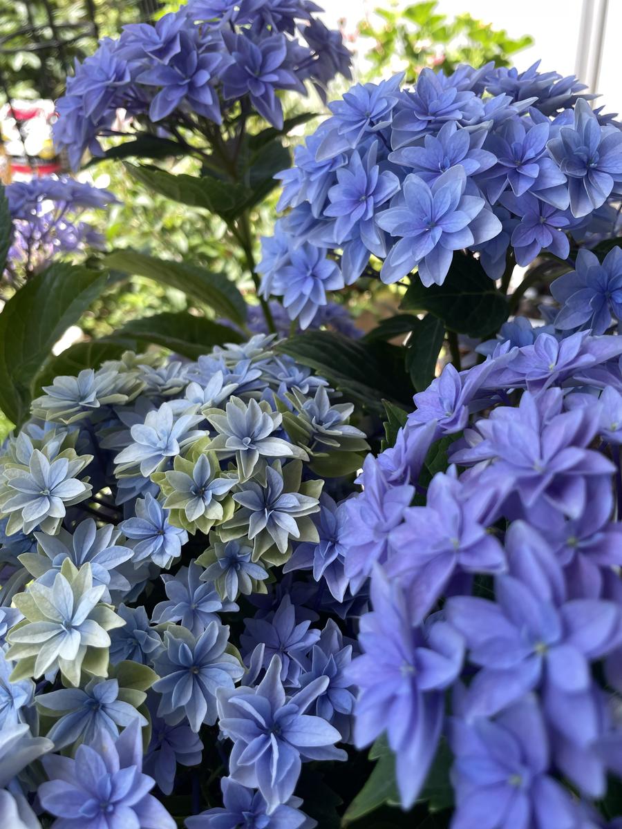 ハイドランジアダブルダッチエダムブ紫陽花｜アルバム写真-みんなの