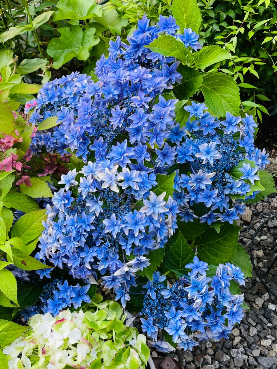 アジサイダブルダッチエダムブルー「紫陽花」のアルバム-みんなの
