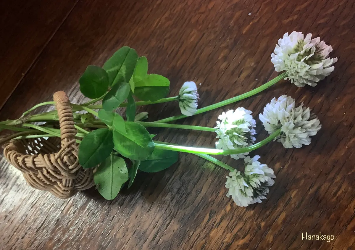 花「忘れないで・・・約束」シロツメクサ