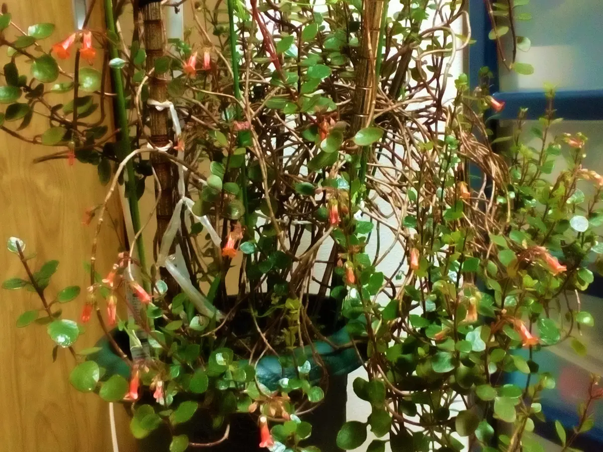 3年目に突入した『カランコエ❛ミラベラ...「室内で生育中の植物たち 