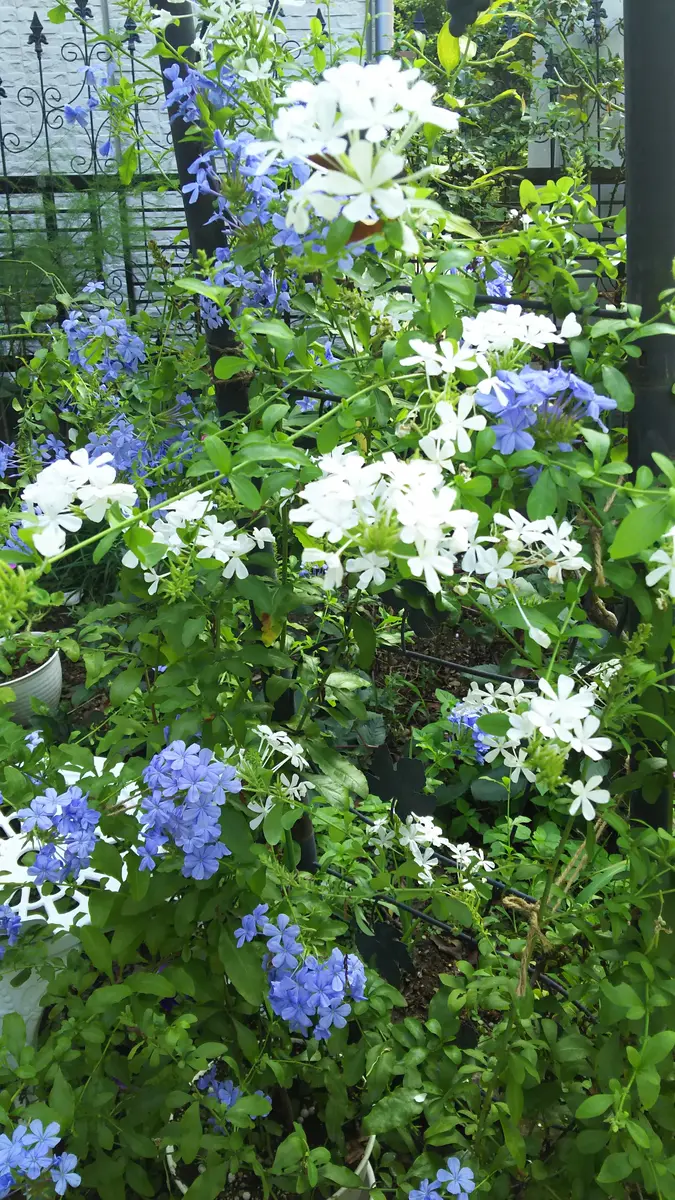 ルリマツリ（プルンバゴ）の写真-みんなの趣味の園芸675433