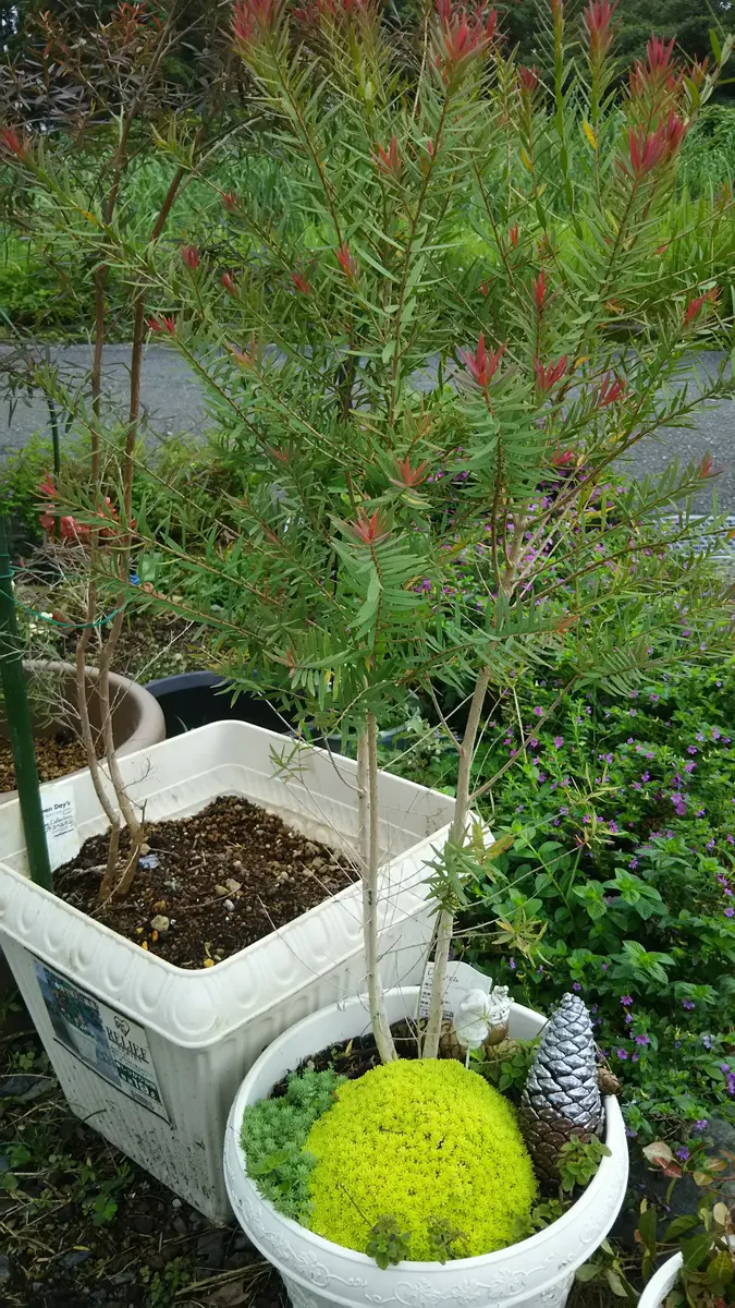 メラレウカ レッドジェム 特大サイズ メラレウカ：レッドジェム3号