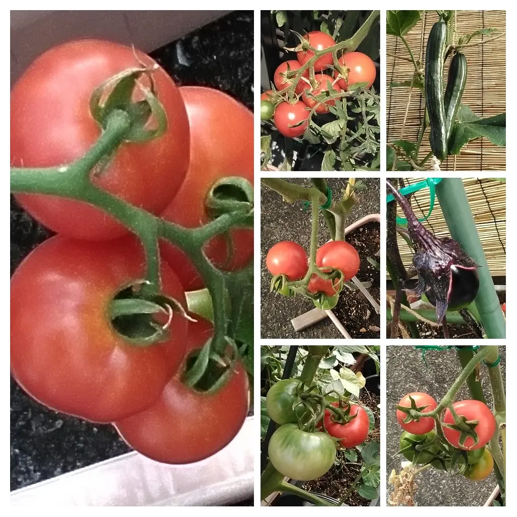 トマト KOGATOMATO レギュラー4kg箱｜古賀とまと農園