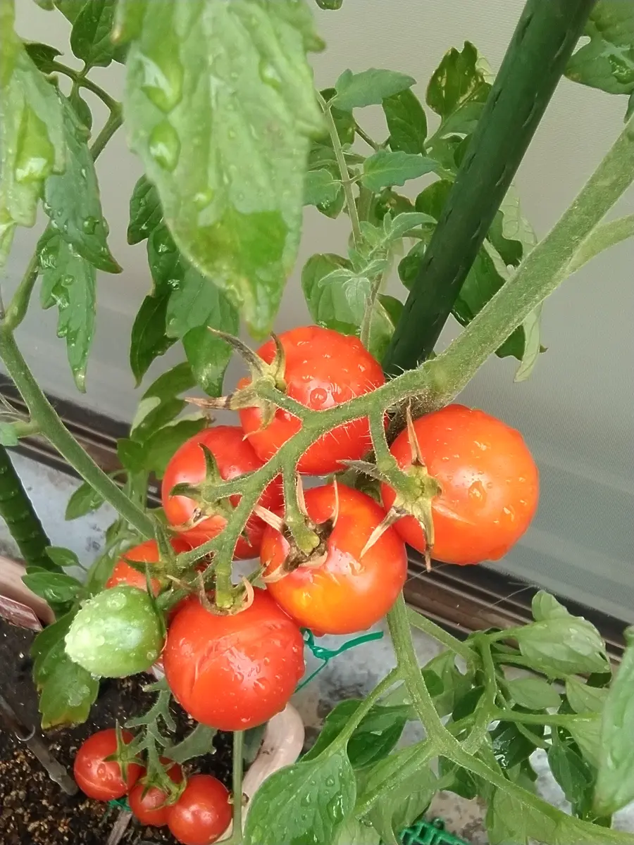 img_cache_a_26686_4_1657679116