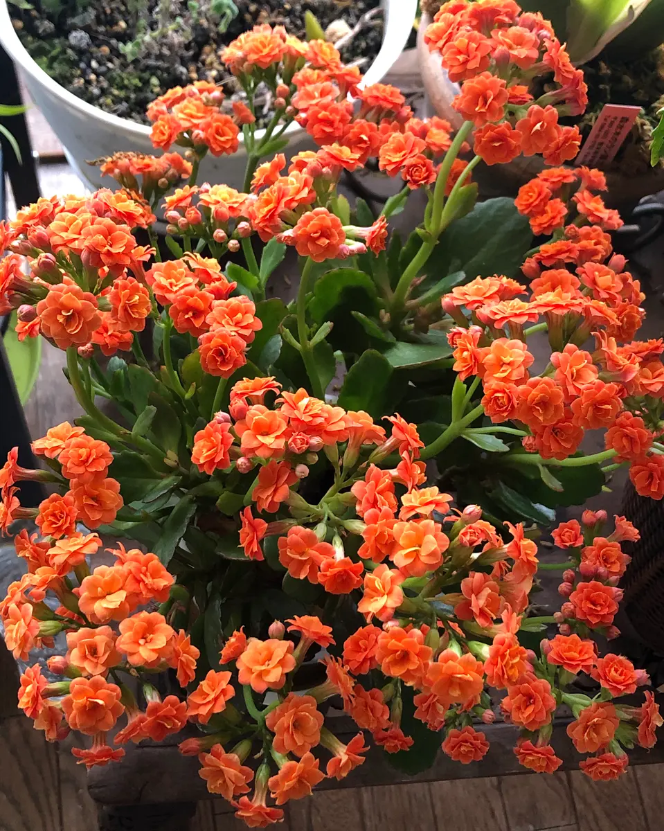 カランコエ オレンジ八重「多肉植物」のアルバム-みんなの趣味の園芸